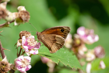 Schmetterlinge am Walderand