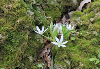 Flowering Ornithogalum in the forest
