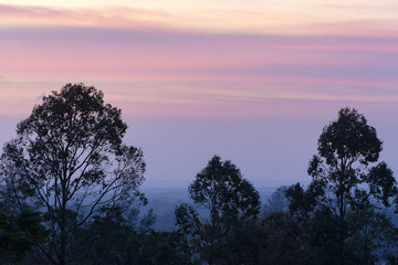 Colorful beautiful magenta clouds on sky before the sunrise in the hazy early morning time. Trees silhouettes on foreground
