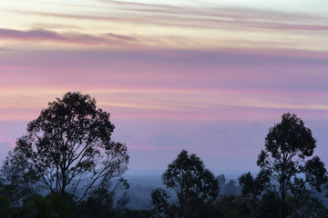 Fototapeta na wymiar Colorful beautiful purple stripes of clouds on sky before the sunrise in the hazy early morning time. Trees silhouettes on foreground