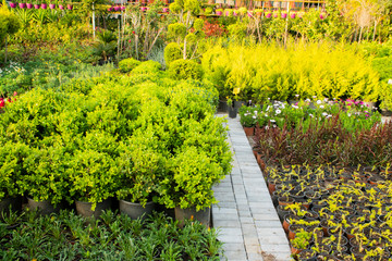 egetable garden in late summer. Herbs, flowers and vegetables in   backyard formal garden. Eco friendly gardening