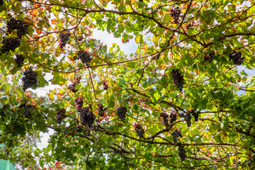 Bunches of grapes for Wine Production Growing At Vineyard Against Sky
