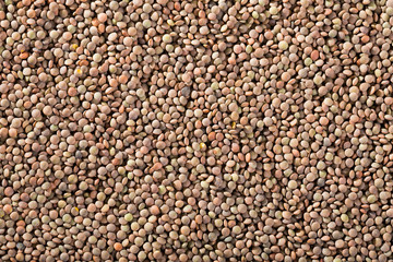 Lentil grains as background