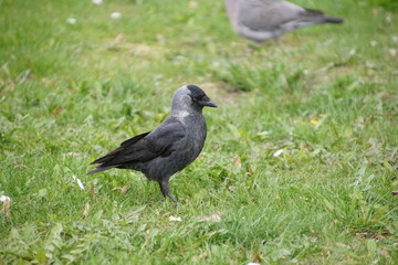 Kawka ,ptak kawka ,ptak ,czarny ptak