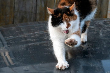 A cat stretches and yawns with its mouth open. A cat shows its teeth