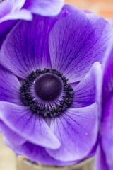 Flor de amapola morada, macro con detalles