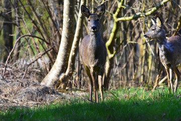 Deer in germany