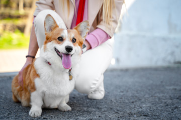 Cute Welsh Corgi dog walking in the city park with his owner