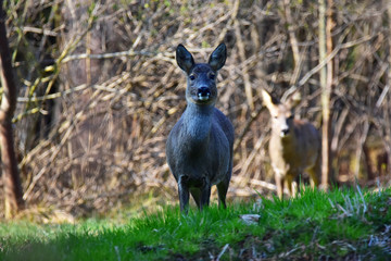 Deer in bavaria