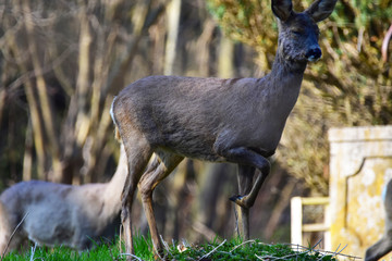 Deer on a meadow