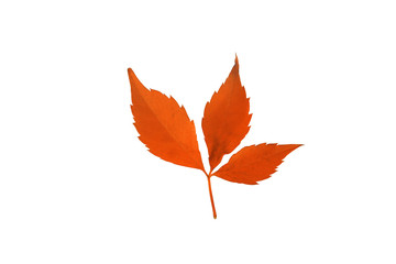 autumn leaf isolated on white background
