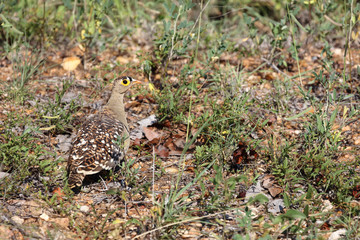 Nachtflughuhn / Double-banded sandgrouse / Pterocles bicinctus