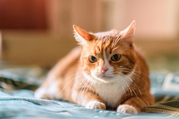 Red cat lays on the couch. Photographed close up.