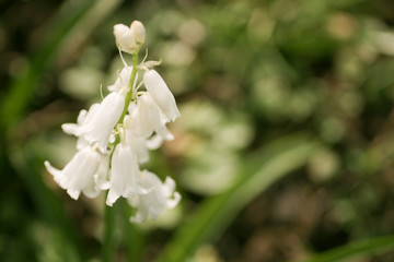 White Bluebell flower close up