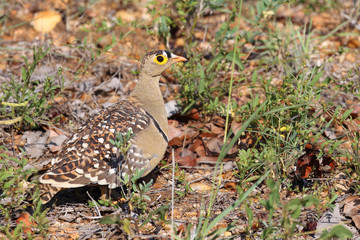 Nachtflughuhn / Double-banded sandgrouse / Pterocles bicinctus