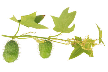 Wild cucumber green leaf isolated on white background. White background isolated. Organic texture. Agriculture concept