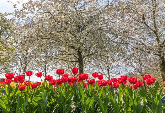 Tulipes Keukenhof