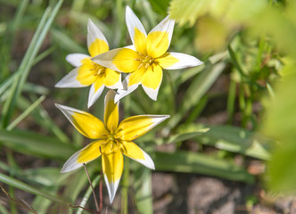 Tulipes Keukenhof