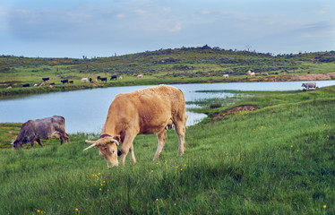 Cows grazing in a pasture meadow of Extremadura with a lake in the background