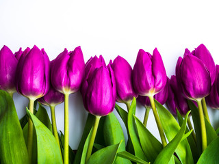 Beautiful purple tulips, Liliaceae Lilieae tulipa, with green leaves isolated on white
