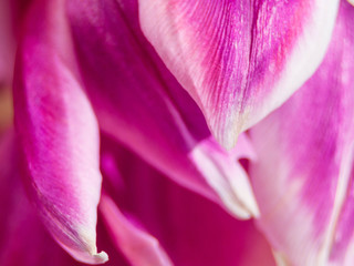Fototapeta na wymiar Blurred Studio Shot of Magenta Colored Tulip Flower. Macro. Selective focus