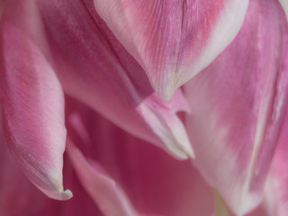 Blurred Studio Shot of Magenta Colored Tulip Flower. Macro. Selective focus