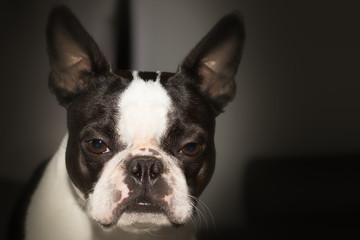 Fototapeta premium Cool Boston Terrier
