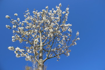 Flowering Blooming White Sakura.  Budding In Springtime