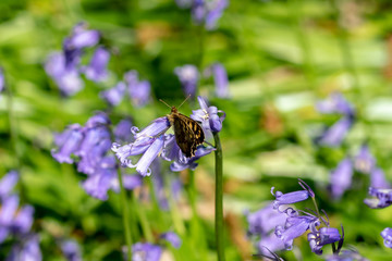 Speckled wood butterfly ( Pararge aegeria) resting on bluebell flower heads in spring