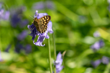 Speckled wood butterfly ( Pararge aegeria) resting on bluebell flower heads in spring