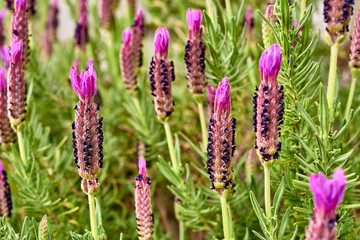 Lavander flower