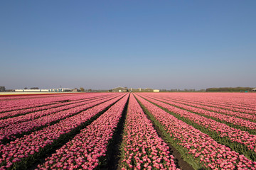 Landscape with innumerable colored pink tulips in a row in a Dutch spring landscape on a sunny day