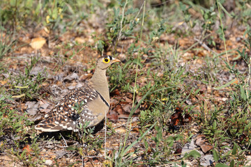 Nachtflughuhn / Double-banded sandgrouse / Pterocles bicinctus