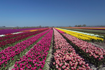 Typical Dutch landscape with contrasting colored rows of tulips up to the horizon in a spring landscape on a sunny day with a clear blue sky