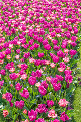 Tulipes Keukenhof