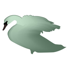 Bird vector, swan vector illustration