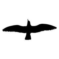 Bird vector. Bird flying in the sky vector illustration