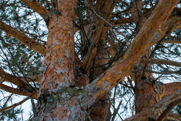 The trunk of pine tree in the forest looking up to the crown and sky