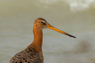 Portrait einer seitlich stehenden Uferschnepfe