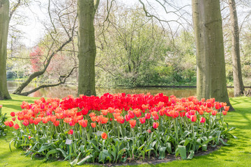 Tulipes Keukenhof