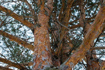 The trunk of pine tree in the forest looking up to the crown and sky