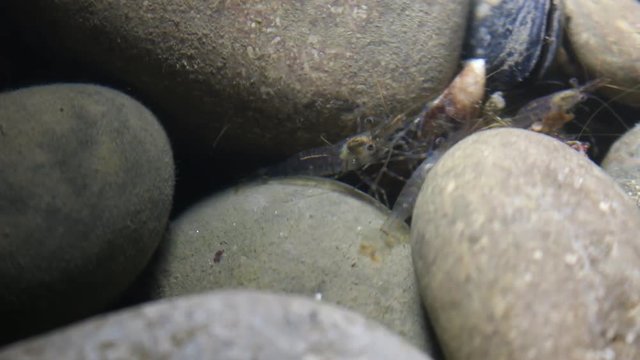 Shrimps gathered in group on the rocks. Palaemon elegans most likely. Night snapshot