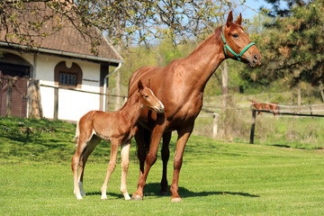 Fototapeta premium One day old purebred chestnut foal playing first time with her mother in the green