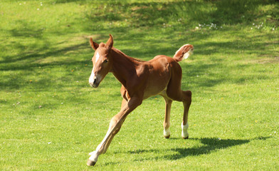 One day old purebred chestnut foal playing first time in the green