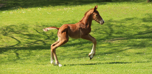 One day old purebred chestnut foal playing first time in the green