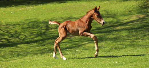 One day old purebred chestnut foal playing first time in the green