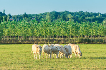 Obraz na płótnie Canvas Herd of white bulls grazing in green meadow when the sun goes down, Bourgogne landscape. France, Burgundy.