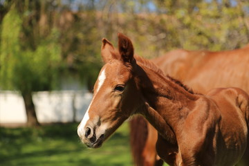 One day old purebred chestnut foal playing first time in the green