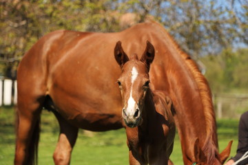 Fototapeta premium One day old purebred chestnut foal playing first time with her mother in the green