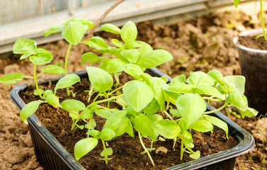 Green basil sprouts in plastic containers indoor